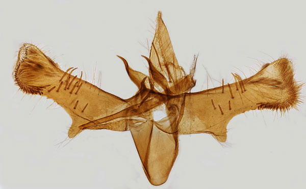 /filer/webapps/moths_gc/media/images/L/leucapennella_Caloptilia_GM_Hall.jpg