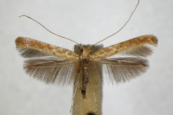 /filer/webapps/moths_gc/media/images/L/leucapennella_Povolnya_A_ZSM.jpg