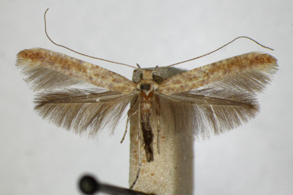 /filer/webapps/moths_gc/media/images/L/leucapennella_Povolnya_A_ZSM_2.jpg