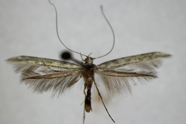 /filer/webapps/moths_gc/media/images/L/leucapennella_Povolnya_A_ZSM_3.jpg