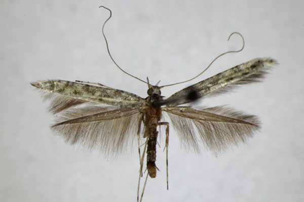 /filer/webapps/moths_gc/media/images/L/leucapennella_Povolnya_A_ZSM_4.jpg