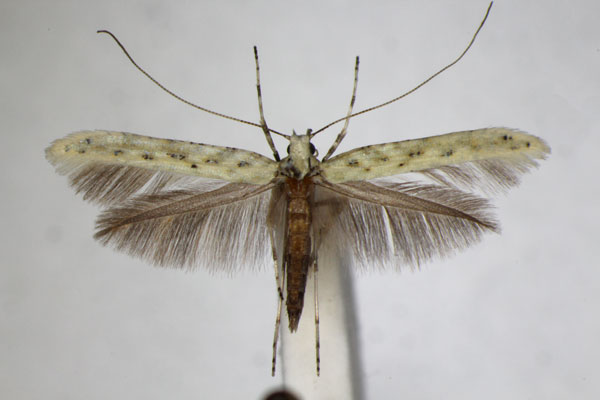 /filer/webapps/moths_gc/media/images/L/leucapennella_sulphurella_Povolnya_A_ZSM_2.jpg