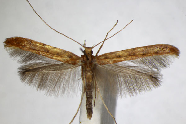 /filer/webapps/moths_gc/media/images/L/leucapennella_sulphurella_Povolnya_A_ZSM_4.jpg