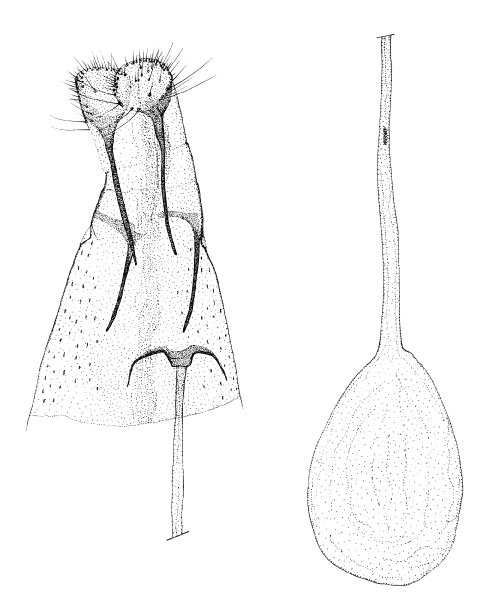 /filer/webapps/moths_gc/media/images/L/leucaspis_Phyllonorycter_GF_DePrins.jpg