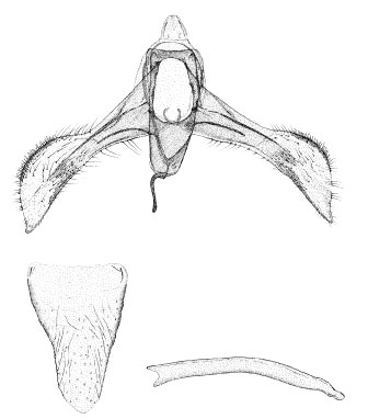 /filer/webapps/moths_gc/media/images/L/leucaspis_Phyllonorycter_GM_DePrins_01.jpg