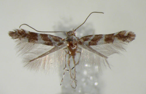 /filer/webapps/moths_gc/media/images/L/leucaspis_Phyllonorycter_HT_ZMHB.jpg