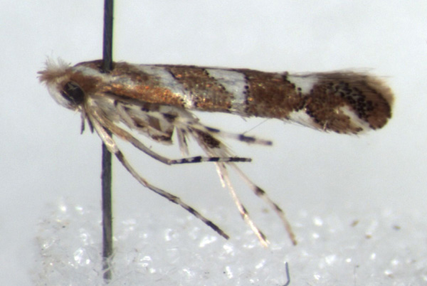 /filer/webapps/moths_gc/media/images/L/leucaspis_Phyllonorycter_PT_RMCA.jpg
