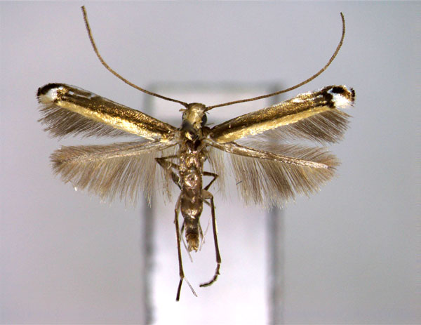 /filer/webapps/moths_gc/media/images/L/leucochorda_Ketapangia_A_EIHU.jpg