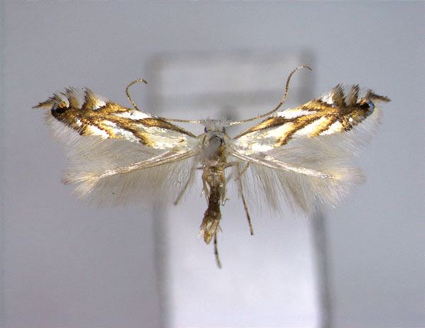/filer/webapps/moths_gc/media/images/L/leucocorona_Phyllonorycter_A_EIHU.jpg