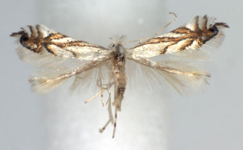 /filer/webapps/moths_gc/media/images/L/leucocorona_Phyllonorycter_A_WJDP.jpg