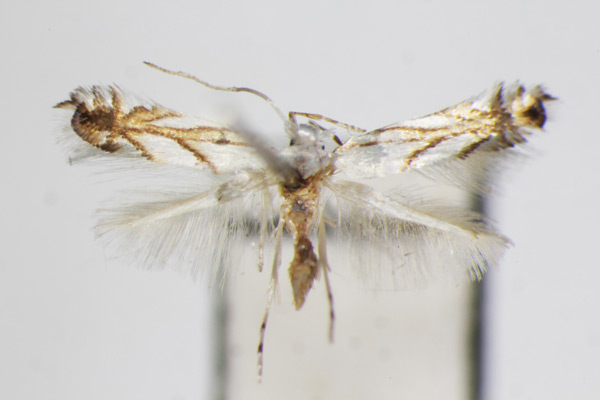 /filer/webapps/moths_gc/media/images/L/leucocorona_Phyllonorycter_A_ZSM.jpg