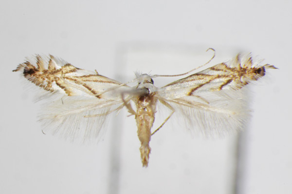 /filer/webapps/moths_gc/media/images/L/leucocorona_Phyllonorycter_A_ZSM_2.jpg