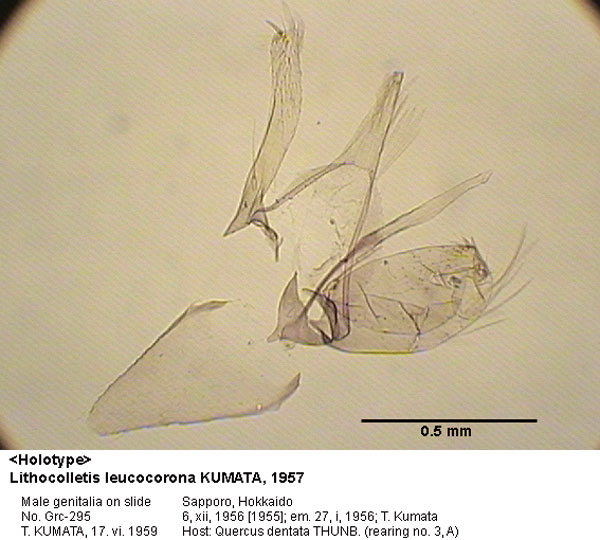 /filer/webapps/moths_gc/media/images/L/leucocorona_Phyllonorycter_GM_HT_295_EIHU.jpg