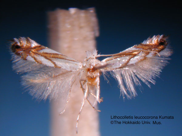 /filer/webapps/moths_gc/media/images/L/leucocorona_Phyllonorycter_HT_EIHU.jpg