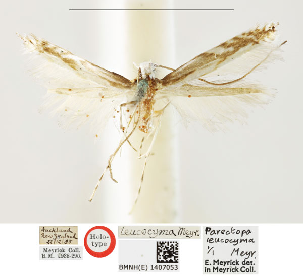 /filer/webapps/moths_gc/media/images/L/leucocyma_Parectopa_HT_BMNH_1407053.jpg
