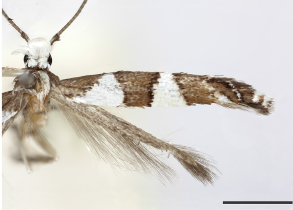 /filer/webapps/moths_gc/media/images/L/leucographa_Acrocercops_HT_61414_USNM.jpg