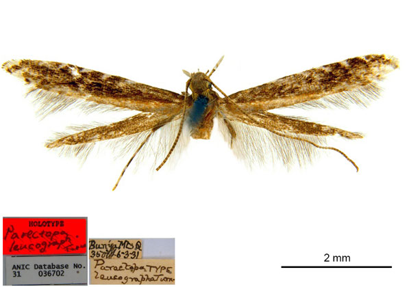 /filer/webapps/moths_gc/media/images/L/leucographa_Parectopa_HT_ANIC_kxIIq5E.jpg