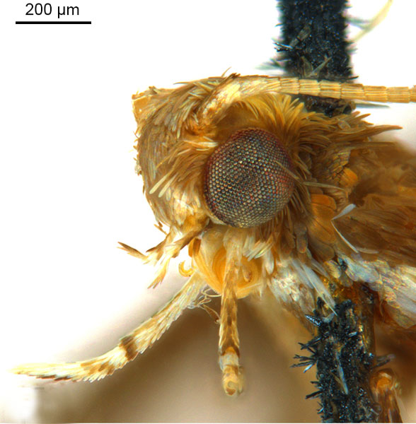 /filer/webapps/moths_gc/media/images/L/leucographa_Parectopa_HT_head2_ANIC.jpg