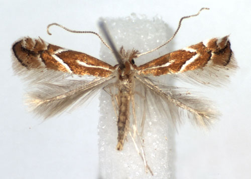 /filer/webapps/moths_gc/media/images/L/leucographella_Phyllonorycter_A_WJDP.jpg