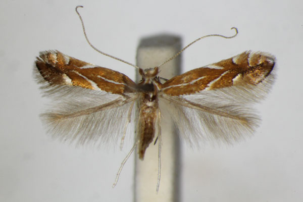 /filer/webapps/moths_gc/media/images/L/leucographella_Phyllonorycter_A_ZSM_2.jpg