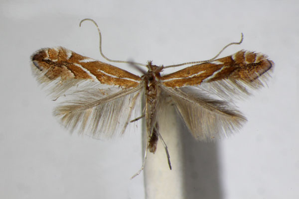 /filer/webapps/moths_gc/media/images/L/leucographella_Phyllonorycter_A_ZSM_4.jpg