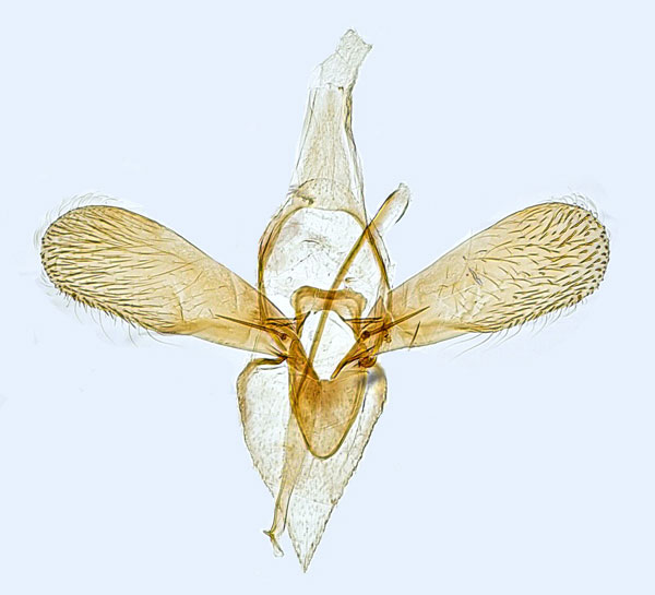 /filer/webapps/moths_gc/media/images/L/leucographella_Phyllonorycter_GM_Hall.jpg