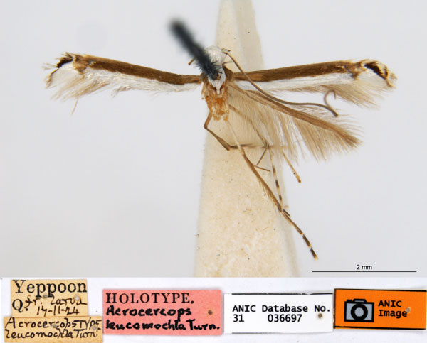 /filer/webapps/moths_gc/media/images/L/leucomochla_Acrocercops_HT_ANIC.jpg
