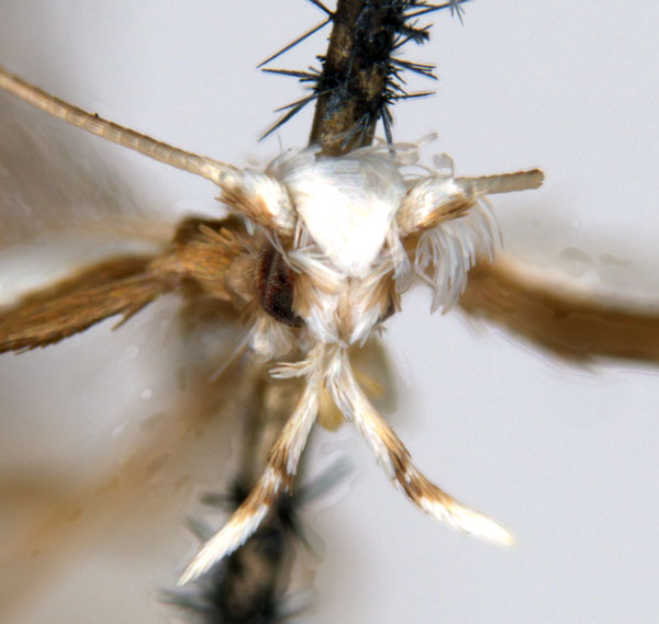 /filer/webapps/moths_gc/media/images/L/leucomochla_Acrocercops_HT_head_ANIC.jpg