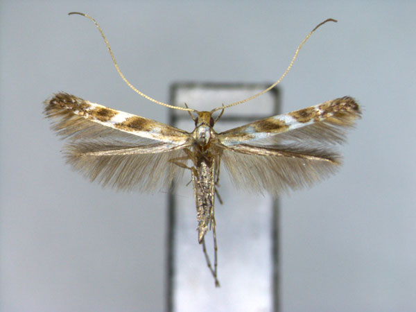 /filer/webapps/moths_gc/media/images/L/leucophaea_Acrocercops_A_EIHU.jpg