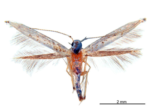 /filer/webapps/moths_gc/media/images/L/leucoptera_Cuphodes_HT_ANIC.jpg