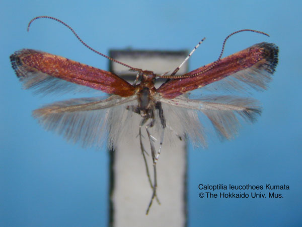 /filer/webapps/moths_gc/media/images/L/leucothoes_Caloptilia_HT_EIHU.jpg