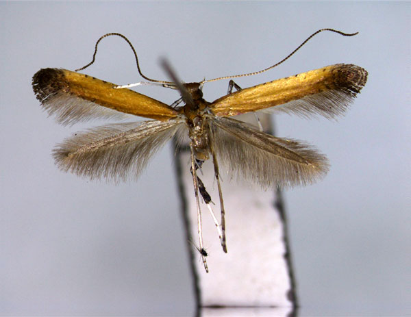 /filer/webapps/moths_gc/media/images/L/leucothoes_Caloptilia_PT_2_EIHU.jpg