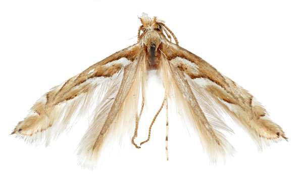 /filer/webapps/moths_gc/media/images/L/leucothorax_Phyllonorycter_A_Eiseman-et-Davis_2020_222_43.jpg