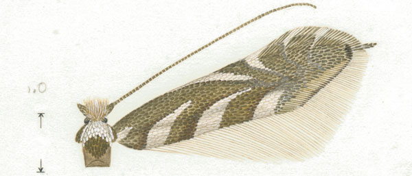 /filer/webapps/moths_gc/media/images/L/leucothorax_Phyllonorycter_A_Eiseman-et-Davis_2020_222_44.jpg