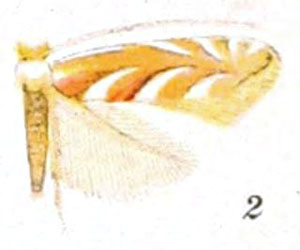/filer/webapps/moths_gc/media/images/L/leucothorax_Phyllonorycter_HT_Braun_21-2.jpg