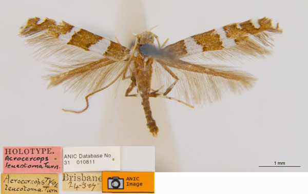 /filer/webapps/moths_gc/media/images/L/leucotoma_Acrocercops_HT_ANIC.jpg