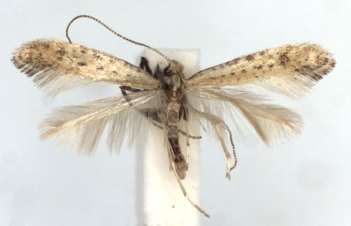 /filer/webapps/moths_gc/media/images/L/limosella_Aspilapteryx_A_WJDP.jpg