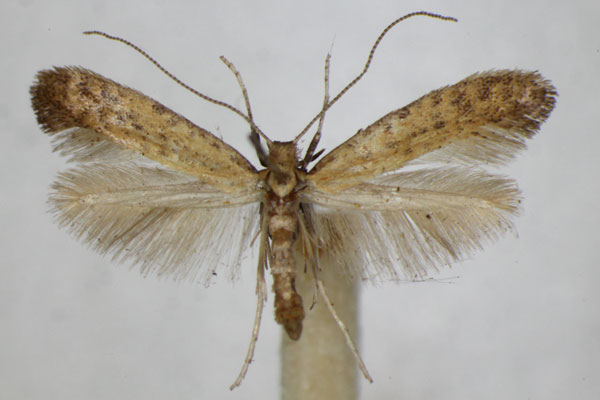 /filer/webapps/moths_gc/media/images/L/limosella_Aspilapteryx_A_ZSM.jpg