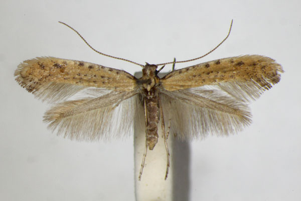 /filer/webapps/moths_gc/media/images/L/limosella_Aspilapteryx_A_ZSM_3.jpg