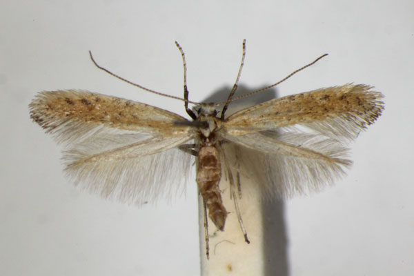 /filer/webapps/moths_gc/media/images/L/limosella_Aspilapteryx_A_ZSM_4.jpg