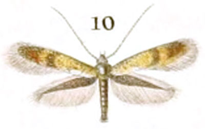 /filer/webapps/moths_gc/media/images/L/limosella_Ornix_HT_Duponchel_87-10.jpg