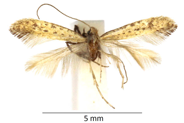 /filer/webapps/moths_gc/media/images/L/limosella_Sabulopteryx_RBINS_02.jpg