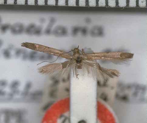 /filer/webapps/moths_gc/media/images/L/linearis_Gracillaria_HT_BMNH.jpg