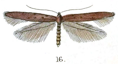 /filer/webapps/moths_gc/media/images/L/linearis_Gracillaria_HT_Butler_43-16.jpg