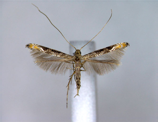 /filer/webapps/moths_gc/media/images/L/litchiella_Conopomorpha_A_EIHU.jpg