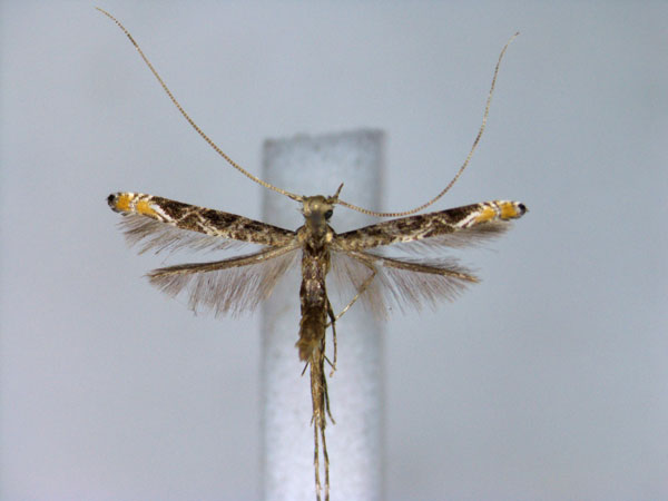 /filer/webapps/moths_gc/media/images/L/litchiella_Conopomorpha_A_EIHU_2.jpg