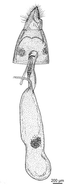 /filer/webapps/moths_gc/media/images/L/litchiella_Conopomorpha_GF_De-Prins-etal_2025_34.jpg