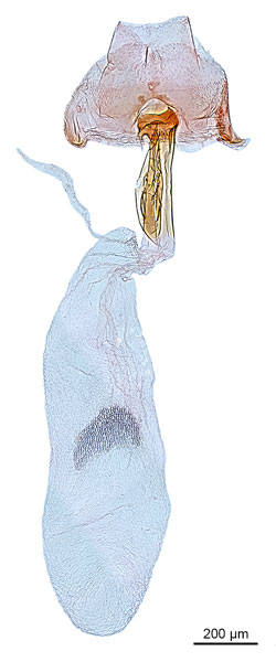 /filer/webapps/moths_gc/media/images/L/litchiella_Conopomorpha_GF_NHMUK-015359539.jpg