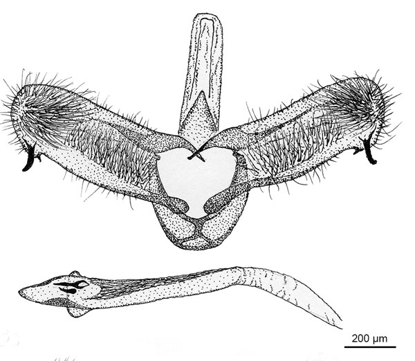 /filer/webapps/moths_gc/media/images/L/litchiella_Conopomorpha_GM_De-Prins-etal_2025_31.jpg