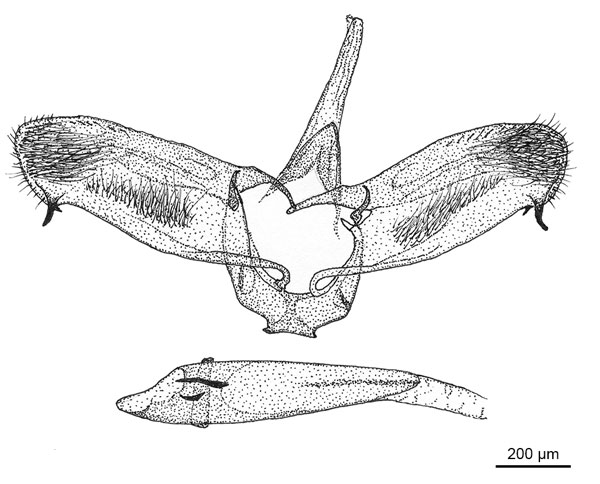 /filer/webapps/moths_gc/media/images/L/litchiella_Conopomorpha_GM_De-Prins-etal_2025_31_fig24.jpg